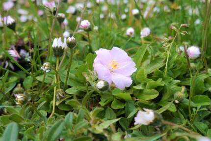 Grundstück Bad Boll - 895.000&euro; | Angebot:21644994