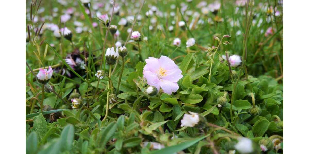 Grundstück Bad Boll - 895.000&euro; | Angebot:21644994