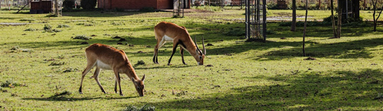 Familienpark Westerheim Schwäbische Alb Bayern Tiere Familie