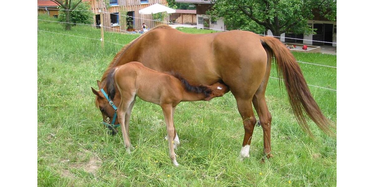 Einfamilienhaus Eislingen (Fils) - 12 Zimmer, 392 m&sup2;, 2.499.000&euro; | Angebot:25447581