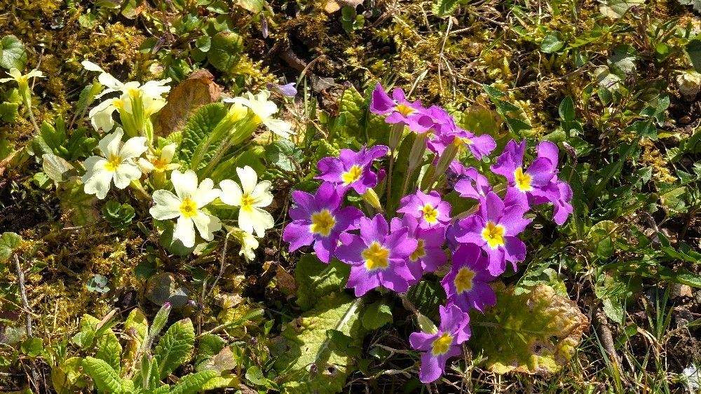 Reihenendhaus Essingen - 4 Zimmer, 106 m&sup2;, 319.000&euro; | Angebot:25730975